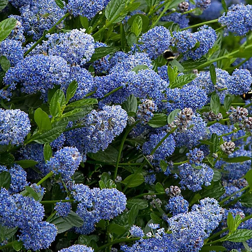 Ceanothus Victoria Patio Tree - Stunning Variety, Ideal For UK Gardens, Compact Size (2-3ft) 4 Ceanothus Victoria Patio Tree - Stunning Variety, Ideal For UK Gardens, Compact Size (2-3ft) - Image 4