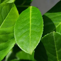 Cherry Laurel 1.75m Height Evergreen Instant Hedge Pack Of 8 -Outlet Green Shrub Hub Store cherry laurel 1 75m height evergreen instant hedge pack of 85056684004457 03c MP