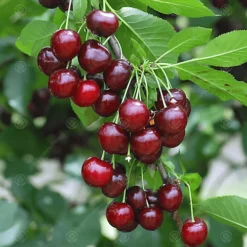 Cherry Morello Patio Tree - Tart Fruit-Bearing Tree For UK Patio Gardens - Outdoor Plant (2-3ft) -Outlet Green Shrub Hub Store cherry morello patio tree tart fruit bearing tree for uk patio gardens outdoor plant 2 3ft 5059442014613 03c MP