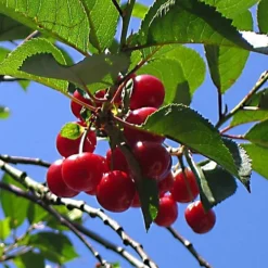 Cherry Morello Patio Tree - Tart Fruit-Bearing Tree For UK Patio Gardens - Outdoor Plant (2-3ft) -Outlet Green Shrub Hub Store cherry morello patio tree tart fruit bearing tree for uk patio gardens outdoor plant 2 3ft 5059442014613 04c MP