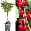 Cherry Regina Patio Tree - Delicious Fruit-Bearing Tree For UK Patio Gardens - Outdoor Plant (2-3ft)