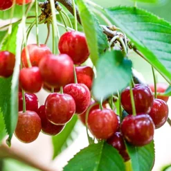 Cherry Regina Patio Tree - Delicious Fruit-Bearing Tree For UK Patio Gardens - Outdoor Plant (2-3ft) -Outlet Green Shrub Hub Store cherry regina patio tree delicious fruit bearing tree for uk patio gardens outdoor plant 2 3ft 5059442031924 03c MP