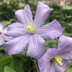 Clematis Prince Charles -3L Pot