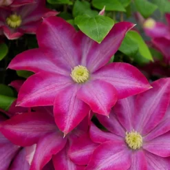 Clematis Rainbow Mix - 4 Plants - Assorted Colourful Flowering Vines For Vibrant UK Gardens - Outdoor Plants (30-40cm) -Outlet Green Shrub Hub Store clematis rainbow mix 4 plants assorted colourful flowering vines for vibrant uk gardens outdoor plants 30 40cm 5059442033911 03c MP