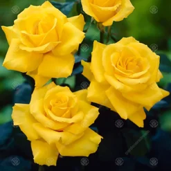 Outlet Green Shrub Hub Store -Outlet Green Shrub Hub Store congratulations yellow rose outdoor plant ideal for gardens compact size5051641538716 02c MP