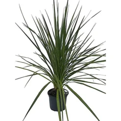 Cordyline Australis Green - 2L Pot (17cm)