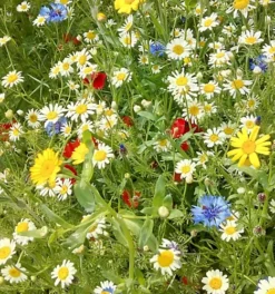 Cornfield Annual Wildflower Seed BS9P 100% (100 G) -Outlet Green Shrub Hub Store cornfield annual wildflower seed bs9p 100 100 g 00001015 06c MP