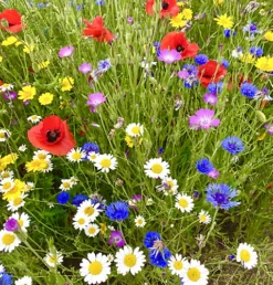 Cornfield Annual Wildflower Seed BS9P 100% (250 G)