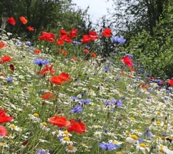Cornfield Annual Wildflower Seed BS9P 100% (5 Kg) -Outlet Green Shrub Hub Store cornfield annual wildflower seed bs9p 100 5 kg 00001589 06c MP