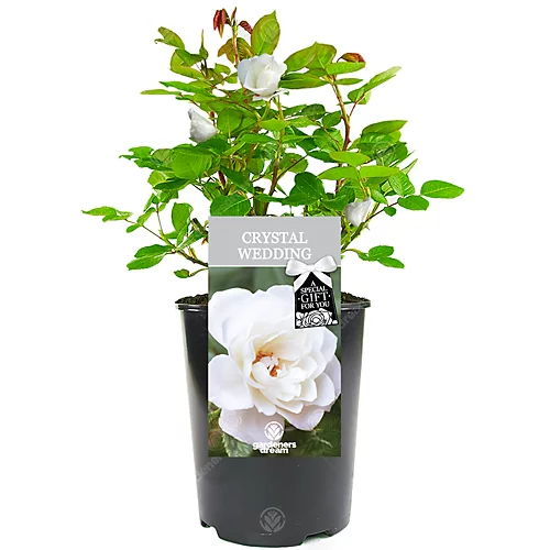 Crystal Wedding 15th Anniversary White Rose - Outdoor Plant, Ideal For Gardens, Compact Size 1 Crystal Wedding 15th Anniversary White Rose - Outdoor Plant, Ideal For Gardens, Compact Size
