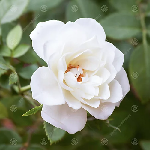 Crystal Wedding 15th Anniversary White Rose - Outdoor Plant, Ideal For Gardens, Compact Size 2 Crystal Wedding 15th Anniversary White Rose - Outdoor Plant, Ideal For Gardens, Compact Size - Image 2