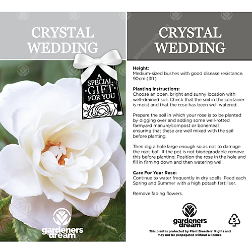 Crystal Wedding 15th Anniversary White Rose - Outdoor Plant, Ideal For Gardens, Compact Size 3 Crystal Wedding 15th Anniversary White Rose - Outdoor Plant, Ideal For Gardens, Compact Size - Image 3