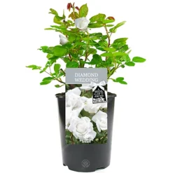 Diamond Wedding 60th Anniversary White Rose - Outdoor Plant, Ideal For Gardens, Compact Size