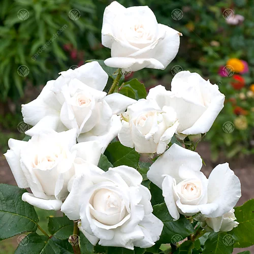 Diamond Wedding 60th Anniversary White Rose - Outdoor Plant, Ideal For Gardens, Compact Size 2 Diamond Wedding 60th Anniversary White Rose - Outdoor Plant, Ideal For Gardens, Compact Size - Image 2