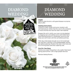 Diamond Wedding 60th Anniversary White Rose - Outdoor Plant, Ideal For Gardens, Compact Size 6 Diamond Wedding 60th Anniversary White Rose - Outdoor Plant, Ideal For Gardens, Compact Size -Outlet Green Shrub Hub Store diamond wedding 60th anniversary white rose outdoor plant ideal for gardens compact size5051641538723 03c MP