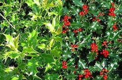 Direct Plants 10X LARGE 2FT+ ILEX AQUIFOLIUM 'ALASKA' HOLLY PLANTS - EVERGREEN HEDGING TREES - 2L