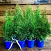 Direct Plants 10x Thuja Smaragd Dwarf Ornamental Conifer Plants Trees Large Supplied In 1 Litre Pots