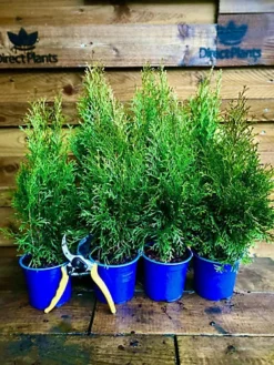 Direct Plants 10x Thuja Smaragd Dwarf Ornamental Conifer Plants Trees Large Supplied In 1 Litre Pots