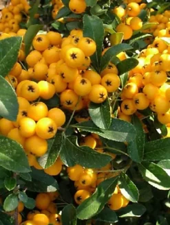 Direct Plants 1X 3FT LARGE PYRACANTHA SOLIEL D'OR PLANT - EVERGREEN SHRUB - 2L