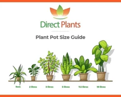 Direct Plants 1X 3FT LARGE PYRACANTHA SOLIEL D'OR PLANT - EVERGREEN SHRUB - 2L 6 Direct Plants 1X 3FT LARGE PYRACANTHA SOLIEL D'OR PLANT - EVERGREEN SHRUB - 2L -Outlet Green Shrub Hub Store direct plants 1x 3ft large pyracantha soliel d or plant evergreen shrub 2l5061013071970 03c MP
