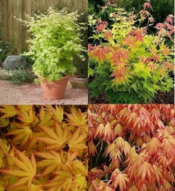 Direct Plants Acer Palmatum Orange Dream Japanese Maple Tree 60-70cm Supplied In A 5 Litre Pot