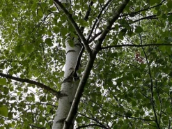 Direct Plants Betula Pendula Silver Birch Tree 3-4ft Tall Supplied In A 2/3 Litre Pot
