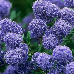 Direct Plants Ceanothus Puget Blue Californian Lilac Shrub Large 2-3ft In A 3 Litre Pot