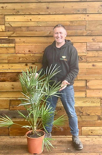 Direct Plants Chamaerops European Fan Palm Tree 3.5-4ft Plant In A 10 Litre Pot 1 Direct Plants Chamaerops European Fan Palm Tree 3.5-4ft Plant In A 10 Litre Pot