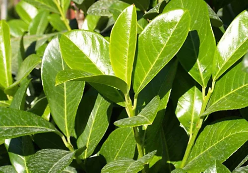 Direct Plants Cherry Laurel Hedging Plants Large 3-4ft Pack Of 10 Supplied In 2 Litre Pots 2 Direct Plants Cherry Laurel Hedging Plants Large 3-4ft Pack Of 10 Supplied In 2 Litre Pots - Image 2