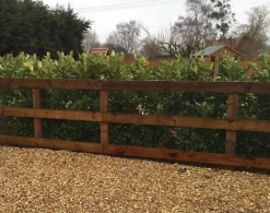 Direct Plants Cherry Laurel Hedging Plants Large 3-4ft Pack Of 10 Supplied In 2 Litre Pots 6 Direct Plants Cherry Laurel Hedging Plants Large 3-4ft Pack Of 10 Supplied In 2 Litre Pots -Outlet Green Shrub Hub Store direct plants cherry laurel hedging plants large 3 4ft pack of 10 supplied in 2 litre pots5061026500252 03c MP