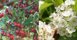 Direct Plants Crataegus Prunifolia Broad Leaved Cockspur Thorn Tree 6ft Supplied In A 7.5 Litre Pot