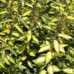 Direct Plants Elaeagnus Maculata Limelight Evergreen Shrub, 30-40cm Plant In A 3 Litre Pot