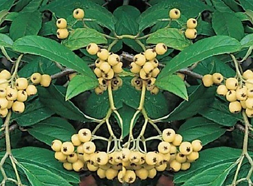 Direct Plants Extra Large Cotoneaster Rothschild Evergreen Tree 5-6ft Supplied In A 7.5 Litre Pot 1 Direct Plants Extra Large Cotoneaster Rothschild Evergreen Tree 5-6ft Supplied In A 7.5 Litre Pot