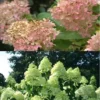 Direct Plants Hydrangea Paniculata Limelight Shrub Plant Huge Flowers Supplied In A 3 Litre Pot