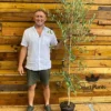 Direct Plants Large Olea Europaea Olive Tree 5-6ft Tall Supplied In A 7.5 Litre Pot