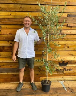 Direct Plants Large Olea Europaea Olive Tree 5-6ft Tall Supplied In A 7.5 Litre Pot