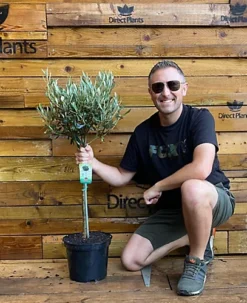 Direct Plants Large Standard Olive Tree 3ft With Chunky Lollipop Head Supplied In A 7.5 Litre Pot