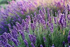 Direct Plants Lavender Dwarf Hidcote Ideal For Hedging Or Borders Pack Of 10 Plants
