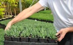 Direct Plants Lavender Dwarf Hidcote Ideal For Hedging Or Borders Pack Of 10 Plants -Outlet Green Shrub Hub Store direct plants lavender dwarf hidcote ideal for hedging or borders pack of 10 plants5061013070027 03c MP