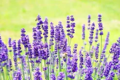 Direct Plants Lavender Dwarf Munstead Ideal For Hedging Or Borders Pack Of 10 Plants -Outlet Green Shrub Hub Store direct plants lavender dwarf munstead ideal for hedging or borders pack of 10 plants5061013070010 03c MP