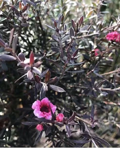 Direct Plants Leptospermum Red Damask Evergreen Shrub 60-80cm Supplied In A 3 Litre Pot