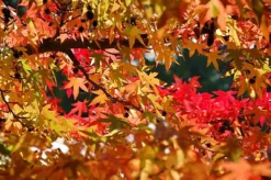 Direct Plants Liquidambar Styraciflua Plant Ornamental Tree 3ft Supplied In A 3 Litre Pot