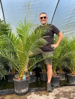 Direct Plants Phoenix Date Palm Tree 5ft Extra Large Big Chunky Plant In A 15/20 Litre Pot