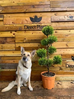 Direct Plants Pom Pom Cloud Tree Cupressocyparis Castlewellan Gold Large 100cm Tall In A 12 Litre Pot