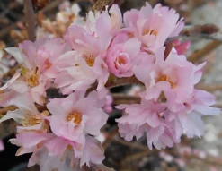 Direct Plants Prunus Autumnalis Rosea Flowering Cherry Tree 5-6ft Supplied In A 7.5 Litre Pot