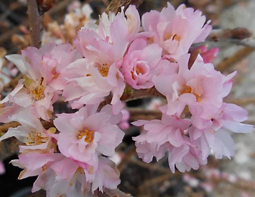 Direct Plants Prunus Autumnalis Rosea Flowering Cherry Tree 5-6ft Supplied In A 7.5 Litre Pot 1 Direct Plants Prunus Autumnalis Rosea Flowering Cherry Tree 5-6ft Supplied In A 7.5 Litre Pot