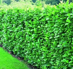 Direct Plants Prunus Cherry Laurel Hedging Plants 2ft Pack Of 10 Supplied In 2 Litre Pots