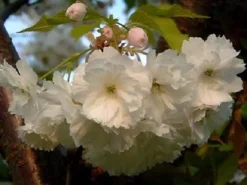 Direct Plants Prunus Longipes Blushing Bride Flowering Cherry Tree 5-6ft Supplied In A 7.5 Litre Pot