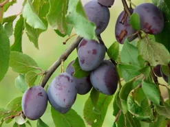 Direct Plants Prunus Marjories Seedling Plum Fruit Tree 5-6ft Large Specimen Supplied In A 7.5 Litre Pot