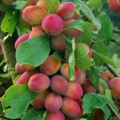 Direct Plants Prunus Victoria Plum Fruit Tree 2-3Yr 6ft Supplied In A 7 Litre Pot